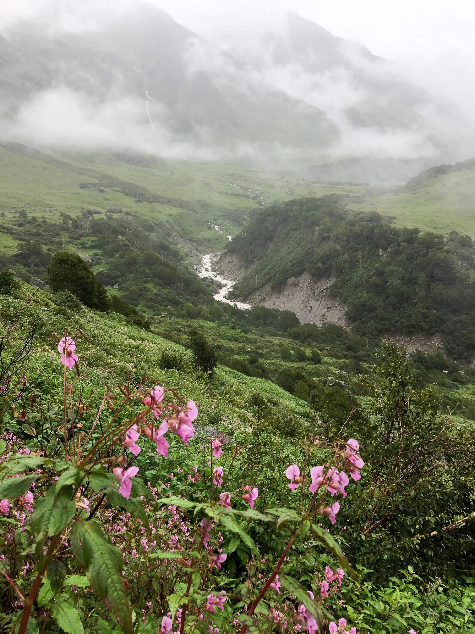 Valley of Flowers National Park in bloom